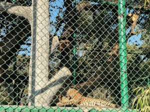 A leopard with golden fur and black rosettes lies resting on a wooden platform inside a zoo enclosure. The scene is viewed through a green chain-link fence. Behind the leopard are large, thick tree trunks and green foliage under a clear sky.
