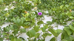Green vines with heart-shaped leaves spread across bright white sand, with a single small purple five-petal flower in the center and tiny dried plant bits scattered around.
