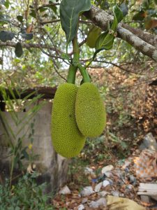 Jackfruits hanging from a green branch with thick, bumpy skin, surrounded by lush green leaves.