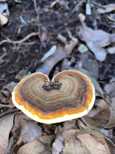 
A close-up view of a large, heart-shaped mushroom featuring concentric rings of brown, beige, and orange.