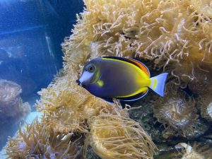 Acanthurus japonicus is a colorful, oval-shaped fish with bright, glowing patterns.