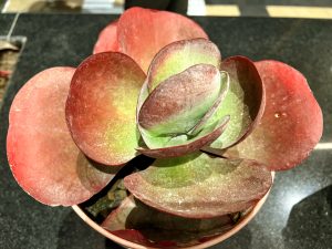 A close-up, top-down view of a Paddle Plant succulent. Its large, rounded leaves transition from a vibrant green in the center to a deep, dusty red along the outer edges, creating a rose-like shape.