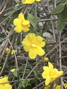 A close-up of several bright yellow flowers with rounded petals blooming on thin, tangled green stems.
