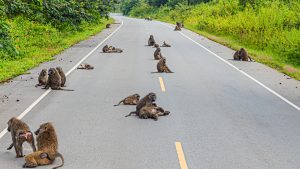 A group of baboons is lounging on a two-lane road surrounded by greenery. 