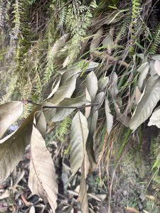 
A close-up of a variety of leaves, including both green and dried brown foliage. 