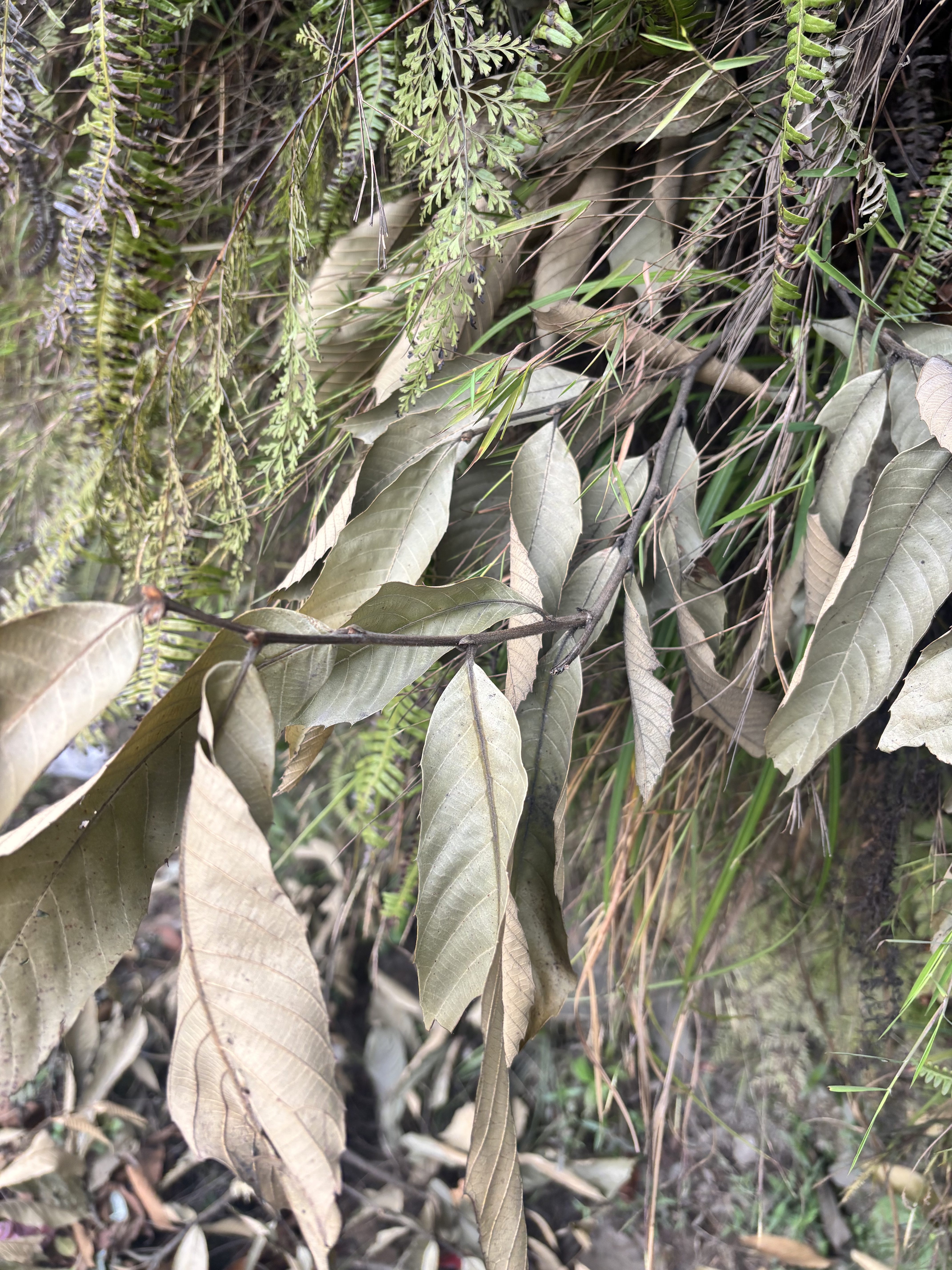 A close-up of a variety of leaves, including both green and dried brown foliage.