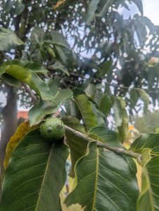 A fruit with insects on it
