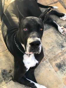 Close-up of a black and white Great Dane with amber eyes on a sunlit patio.