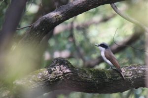 A Large Woodshrike perched on a thick horizontal branch.