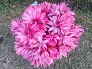 A dense cluster of vibrant pink flowers, resembling water lilies, is arranged in a circular shape.

