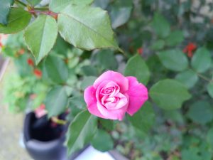 Close-up of a blooming pink rose with layered petals, surrounded by green leaves, with a softly blurred garden background.