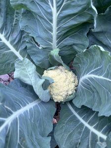 
A close-up view of a fresh cauliflower nestled among large green leaves
