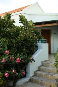 The photo shows a cozy Mediterranean-style entrance with stone steps leading up to a white building. A large, lush Ficus elastica (Rubber Plant) with shiny dark leaves dominates the center of the frame, partially obscuring the wooden door. In the foreground, vibrant pink oleander flowers add a splash of color against the white architectural lines. 