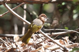 A Mountain Bulbul perched on a fallen branch on a forest floor.