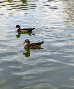 Two wood ducks swimming in a pond.