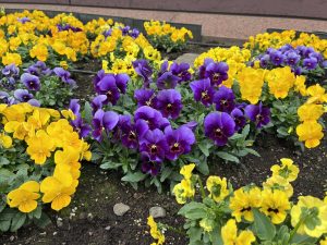 A vibrant flower bed featuring an array of purple and yellow pansies.

