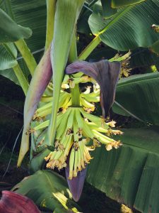 Fresh green Nendran bananas (Kerala banana or Plantain banana) are forming on a banana plant, surrounded by large leaves and a purple flower bud. A close look at tropical fruit growth captured in Mavoor, Kozhikode, Kerala.

