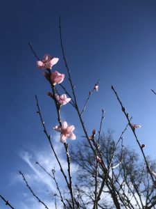 Close-up of pink peach buds blooming on branches against a clear blue sky in France.