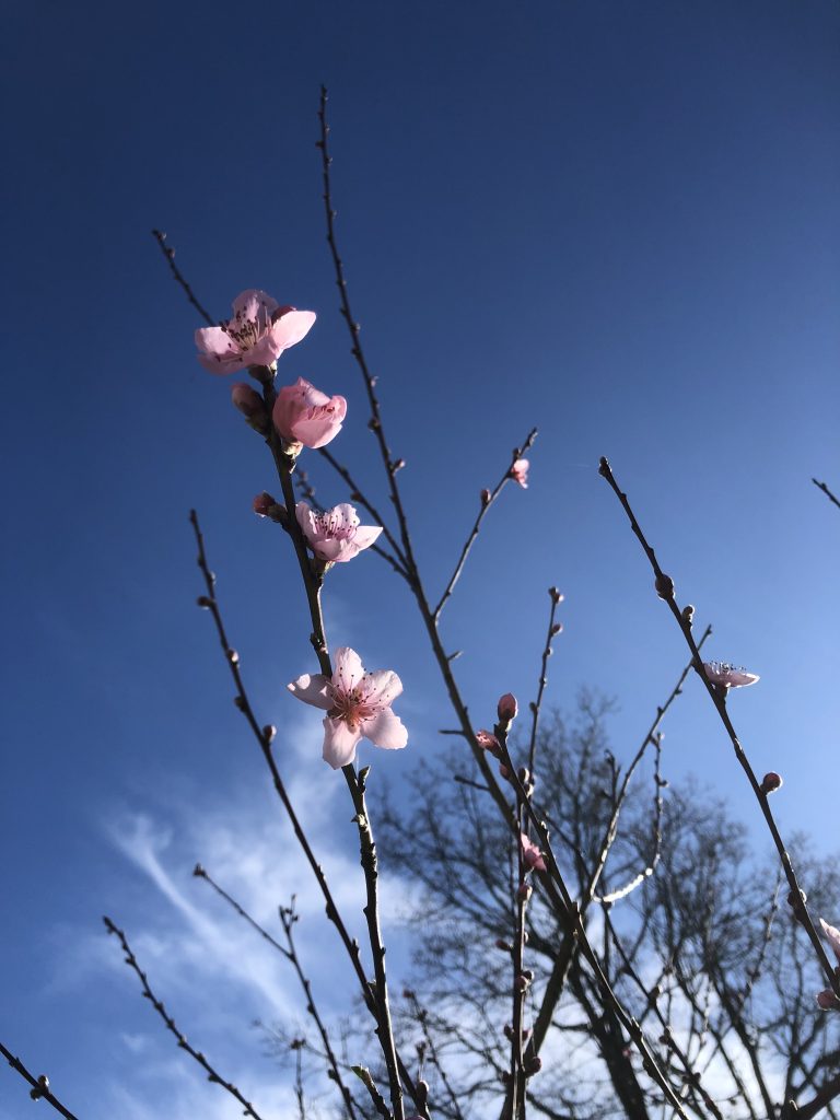Close-up of pink peach buds blooming on branches against a clear blue sky in France.