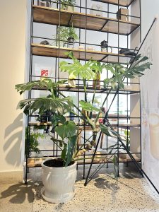 A large Monstera plant in a white ceramic pot sits by a black metal shelf, with sunlight casting dramatic leaf shadows on the wall.
