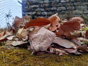 Close-up of dry brown leaves scattered on mossy ground with a stone wall blurred in the background.
