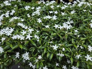 A dense green bush filled with clusters of small, vibrant white flowers.
