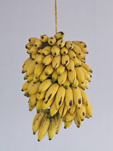 A large bunch of ripe yellow bananas hanging from a rope, showing natural spots and texture. This fresh harvest scene was photographed at home in Perumanna, Kozhikode, Kerala.
