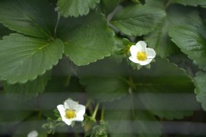 A strawberry plant with bright green, serrated leaves and small white flowers with yellow centers.
