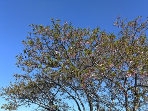 A vibrant tree with pink cherry blossoms and fresh green leaves under a clear blue sky. The branches are full of blooming flowers and new leaves.