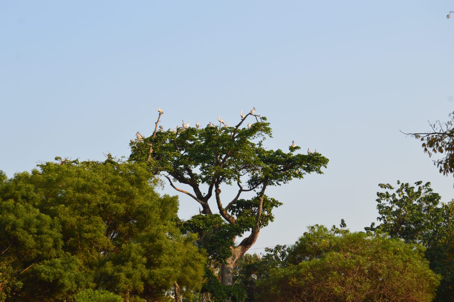 Juvenile Marabou storks perched in a tall leafy tree against a clear blue sky in Jinja, Uganda.