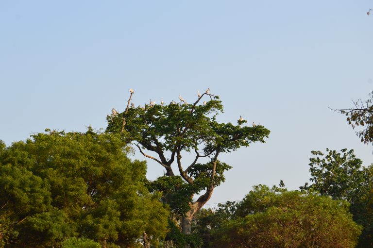 Juvenile Marabou storks perched in a tall leafy tree against a clear blue sky in Jinja, Uganda.