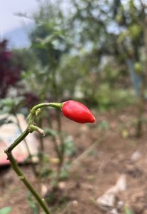 A red chili pepper on a green stem