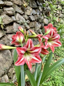 A vibrant red and white flower surrounded by lush green leaves