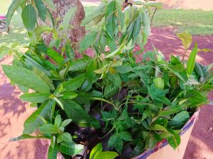 A close-up view of various green leaves and plant stems emerging from a round container.
