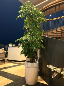 A tall, lush green indoor tree planted in a sleek white cylindrical pot. It stands in a modern, well-lit space next to a dark curved wall and a staircase, set against the backdrop of a deep blue evening sky.

