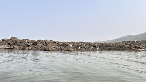 A rocky shoreline extends into calm water, with several white birds standing among the stones
