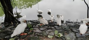 A group of white ducks is gathered on a rocky shoreline next to a calm, reflective body of water. Lush green leaves and a tree trunk are visible in the background, adding to the serene natural setting.