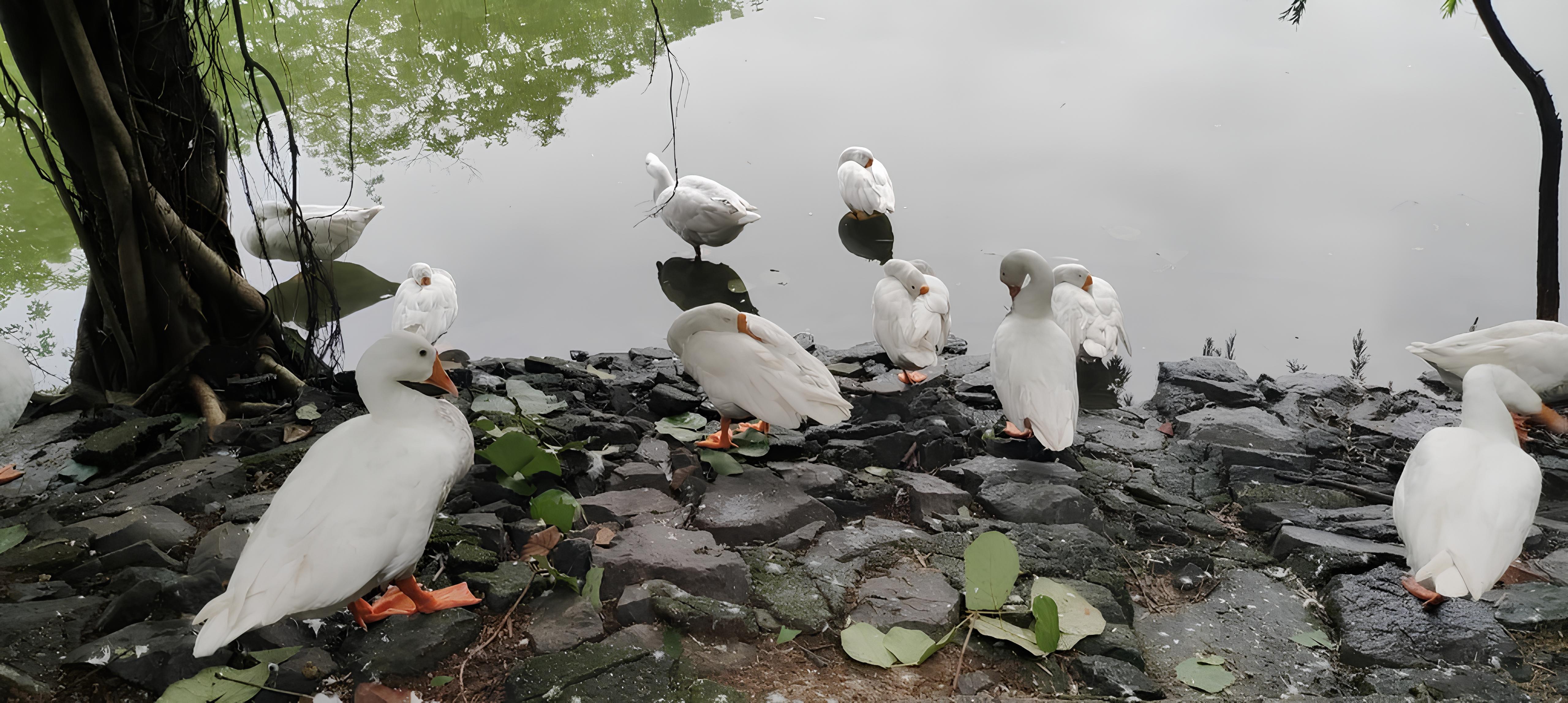 A group of white ducks is gathered on a rocky shoreline next to a calm, reflective body of water. Lush green leaves and a tree trunk are visible in the background, adding to the serene natural setting.
