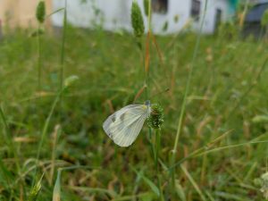 A small white butterfly resting on a green grass flower in a field, with blurred grass and a building in the background.