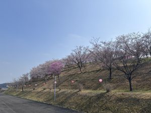 Cherry blossoms on a sloping hillside along Ichizu Lake in Nagara.
