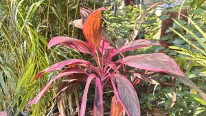 A vibrant plant with striking red and green leaves stands prominently against a backdrop of lush greenery. 
