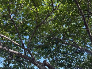 A view looking up at the branches of a tree filled with vibrant green leaves against a clear blue sky. The intertwining branches create a natural canopy, filtering sunlight.
