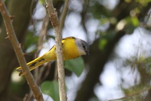 A female Grey-chinned Minivet sitting on a branch, looking down.