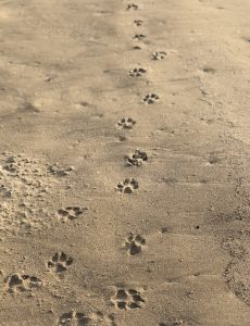 A line of dog paw prints on a sandy beach under warm sunlight