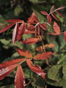 Young reddish leaves growing on a small plant branch, shining in soft morning sunlight. The fresh leaves show beautiful color and texture in a natural garden setting in Mavoor, Kozhikode, Kerala.
