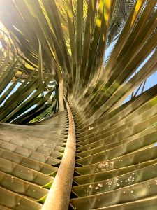 A low-angle view through green and yellow palm fronds, with sunlight streaming through and a curved central stalk, against a light blue sky.