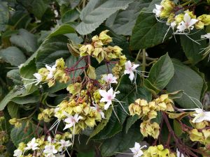 A close-up of a leafy plant with small white flowers, long thin stamens, pink centers, green buds, and large textured leaves with reddish stems.