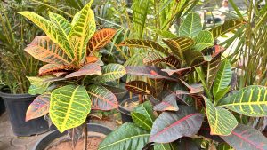A close-up view of vibrant indoor plants featuring colorful leaves. The plants show various shades of green, yellow, red, and orange, with intricate patterns and textures
