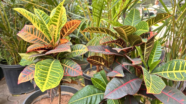 A close-up view of vibrant indoor plants featuring colorful leaves. The plants show various shades of green, yellow, red, and orange, with intricate patterns and textures
