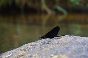 A dark, slender dragonfly rests on a sunlit rock beside gently blurred water.
